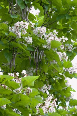 Catalpa bignoides - katalpa trubačovitá - květy, plody